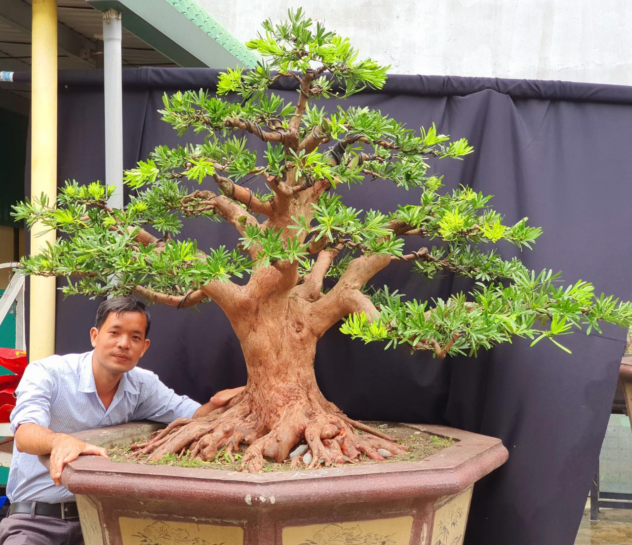 Vườn Bonsai Lá Kim Củ Chi