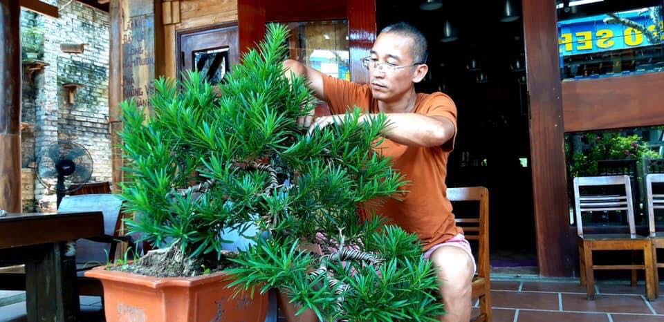 Kệ Bonsai