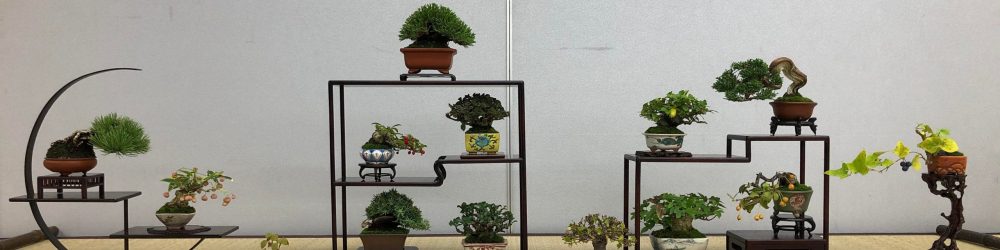 Lịch triển lãm bonsai 2022 tại Nhật